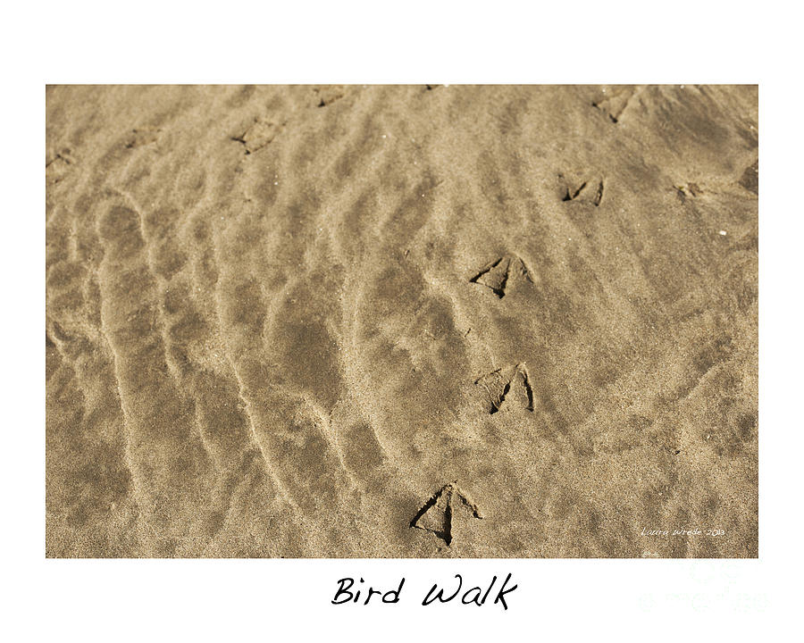 Bird Walk Photograph by Artist and Photographer Laura Wrede