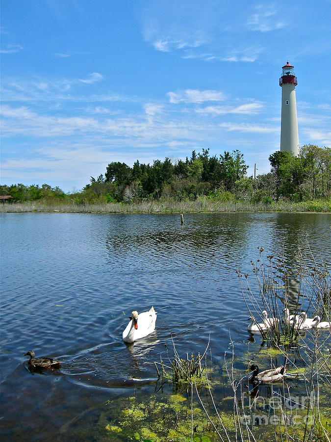 Bird Watching At Cape May Light Photograph by Nancy Patterson