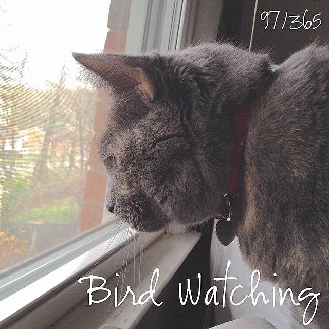 Cat Photograph - Bird Watching. Dixie Is Focused On A by Teresa Mucha