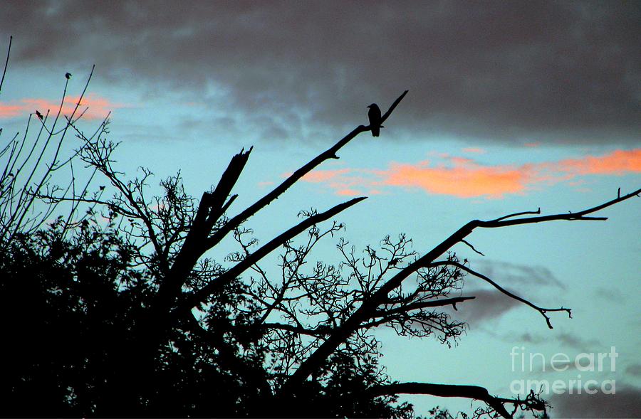 Nature Photograph - Bird Watching Sunrise by Judyann Matthews