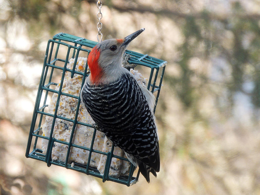 Bird with cage Photograph by Aarlangdi Art And Photography | Fine Art ...