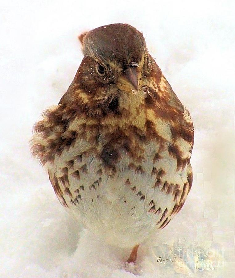 Fox Sparrow in Snow Photograph by Janette Boyd