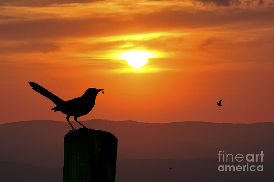 Bird with insect at sunset Photograph by Dan Friend