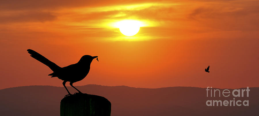 Bird with insect sunset panoramic Photograph by Dan Friend