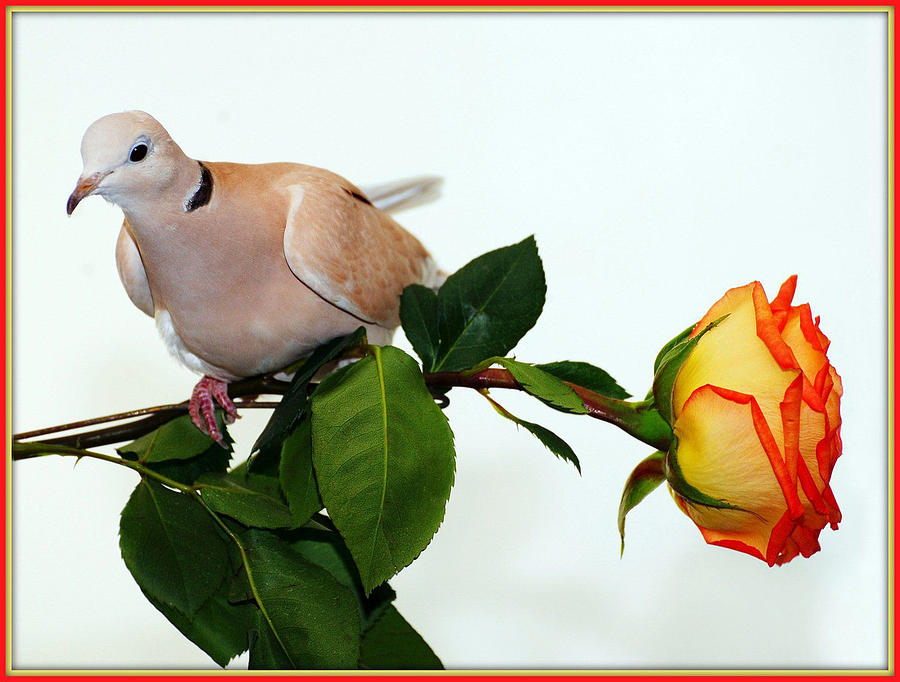 White Dove With Yellow And Red Rose Photograph by Constance Lowery