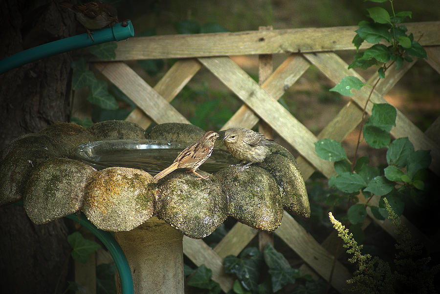 Birdbath Rendezvous Photograph by Margie Avellino