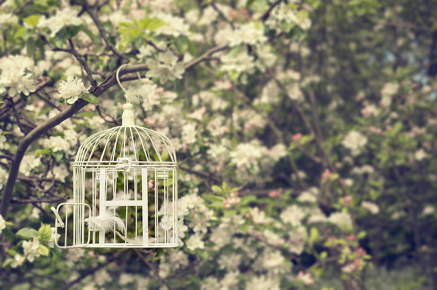Feather Photograph - Birdcage In Blossom by Amanda Elwell