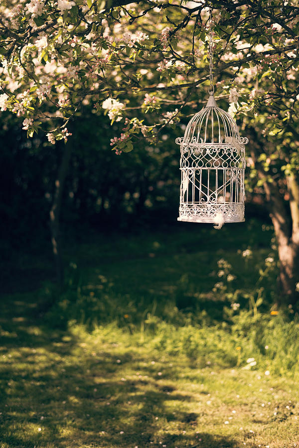 Spring Photograph - Birdcage In The Orchard by Amanda Elwell