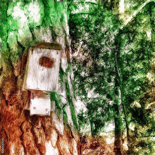 Bird Photograph - Birdhouse - In A Watercolor Forest by Photography By Boopero