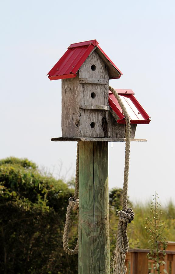 Bird Photograph - Birdhouse At The Beach by Cynthia Guinn