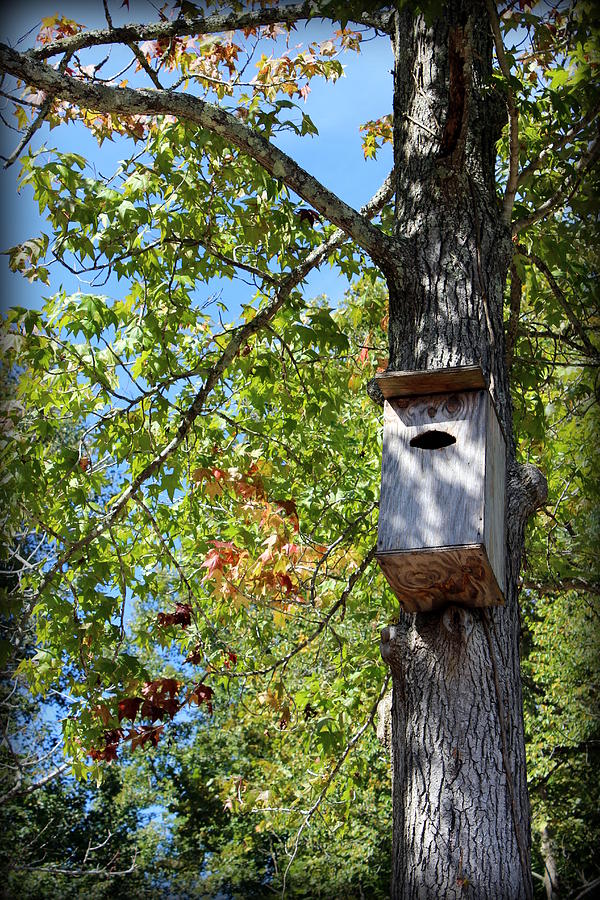 Fall Photograph - Birdhouse by Beth Vincent