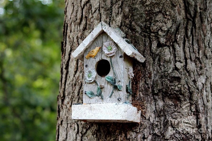 Birdhouse Photograph by Cynthia Snyder
