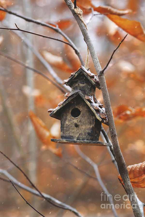 Birdhouse hanging on branch with leaves Photograph by Sandra Cunningham