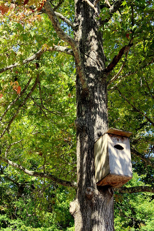 Birdhouse II Photograph by Beth Vincent