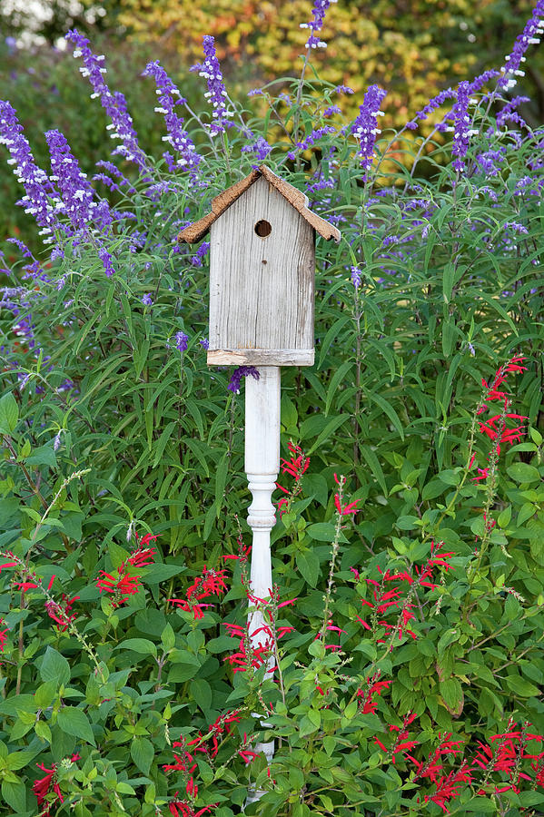 Birdhouse In A Garden With Mexican Bush Photograph by Panoramic Images