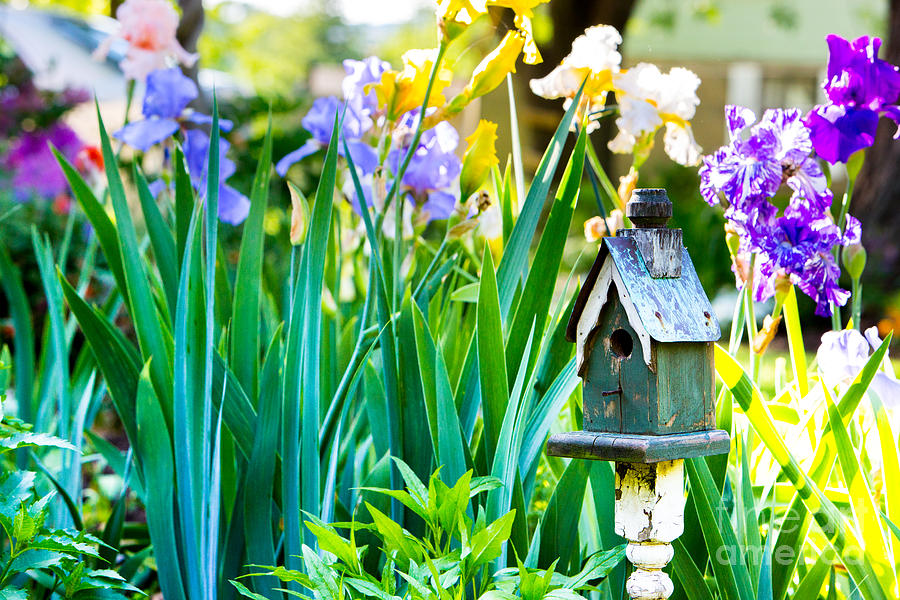 Birdhouse in iris Garden Photograph by Brad Marzolf Photography