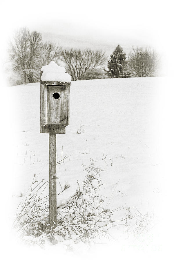 Nature Digital Art - Birdhouse in Snowy Field by Randy Steele