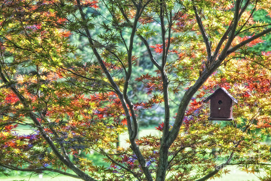 Tree Photograph - Birdhouse by Timothy Hacker