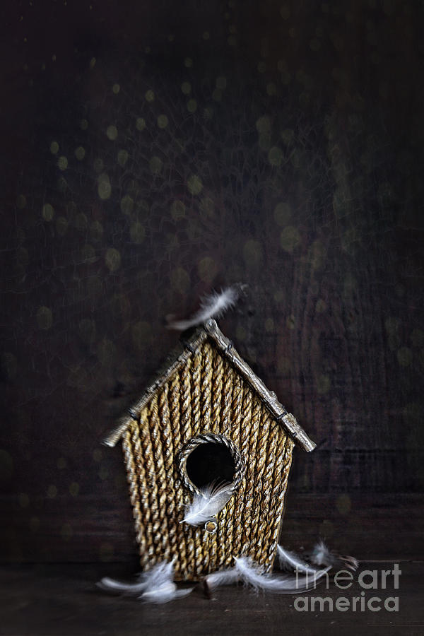 Birdhouse with feathers on wood Photograph by Sandra Cunningham