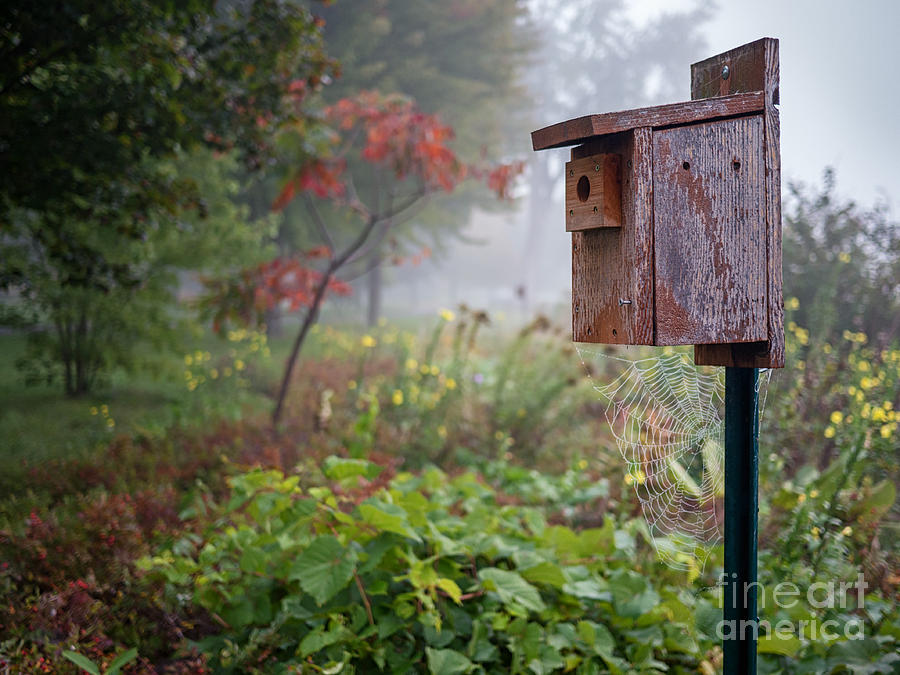 Birdhouse with Spider Web Photograph by Kari Yearous