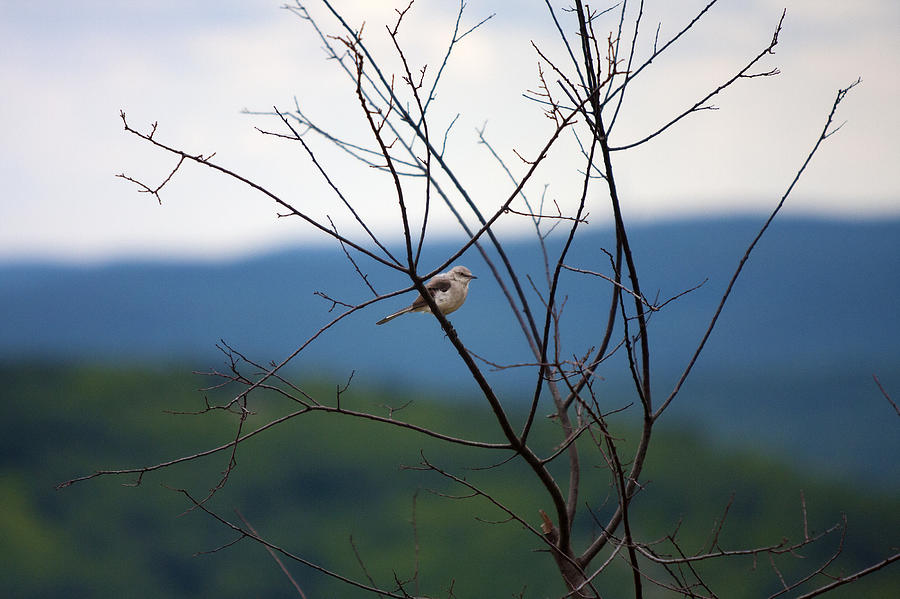Nature Photograph - Birdie by Boris Blyumberg