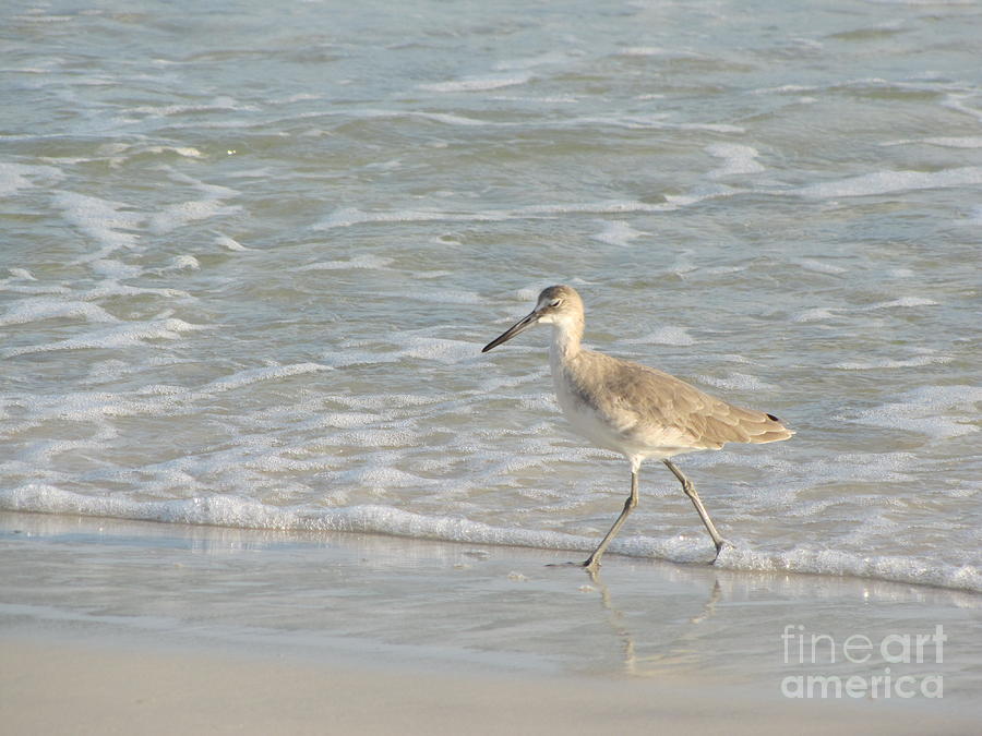 Sunset Photograph - Birdie walking on the beach by Michelle Powell