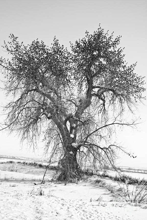 Birdland Black And White Photograph