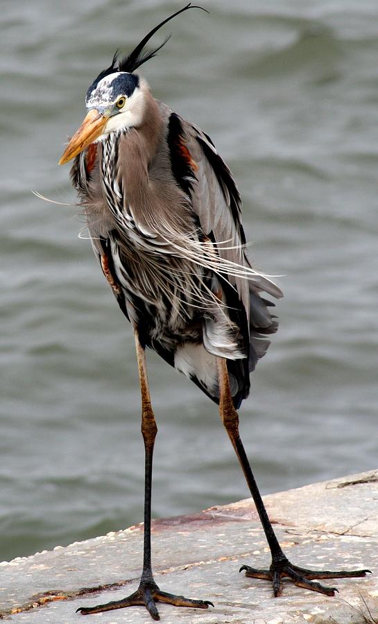 Birdlegs Photograph by Marlene Mitchell - Fine Art America