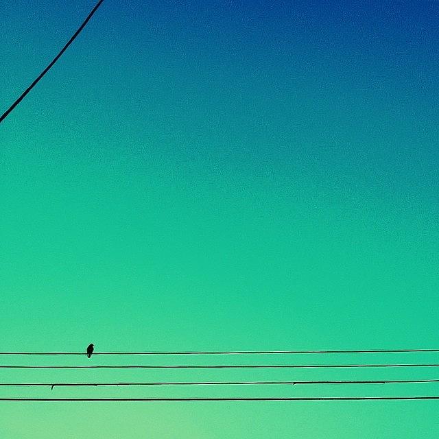 Sunset Photograph - Bird on a Wire by Merideth Bray