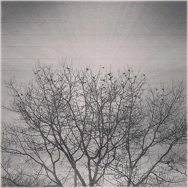 Tree Photograph - #birds ... #tree #trees #winter by Linandara Linandara