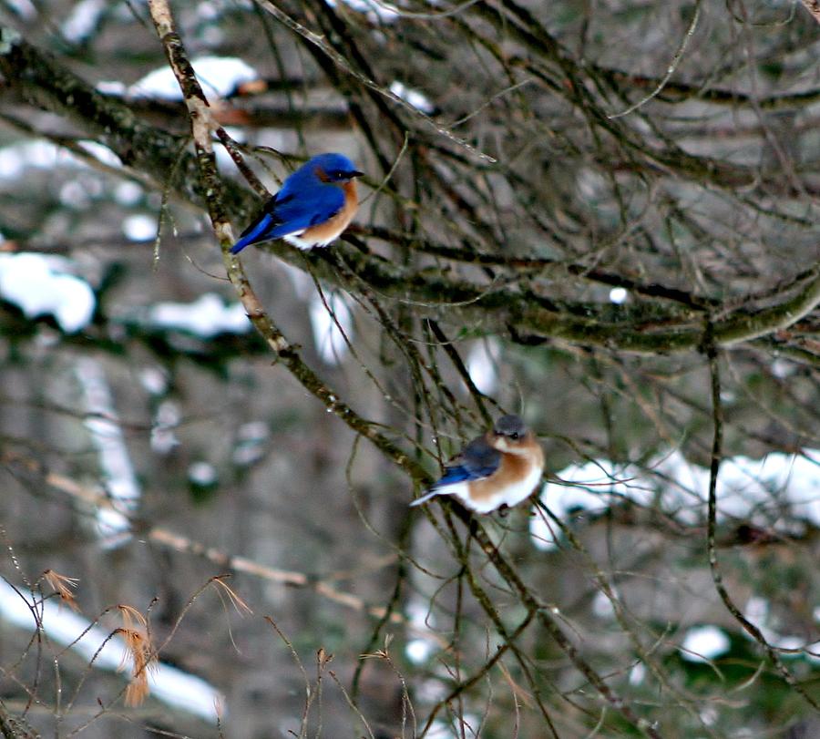 Bird Photograph - Birds And Blizzards by Barbara S Nickerson