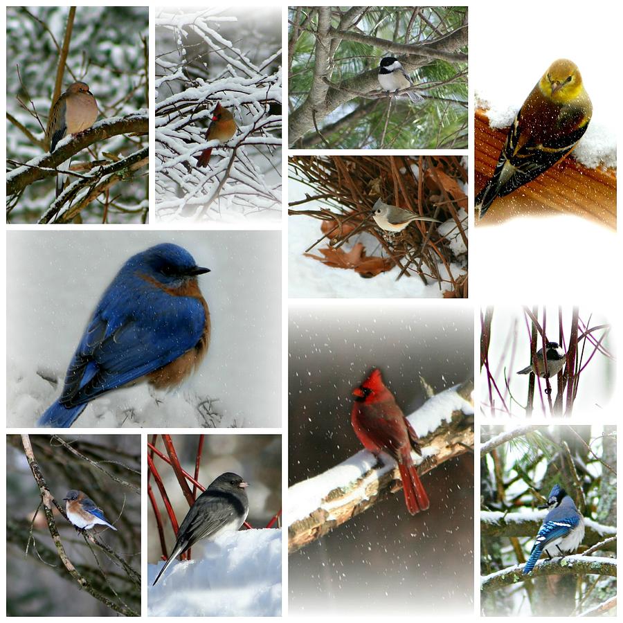 Birds And Blizzards Collage Photograph by Barbara S Nickerson