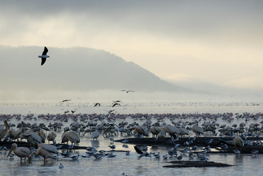 Birds And Fog Over Lake Nakuru Photograph by Peter Groenendyk