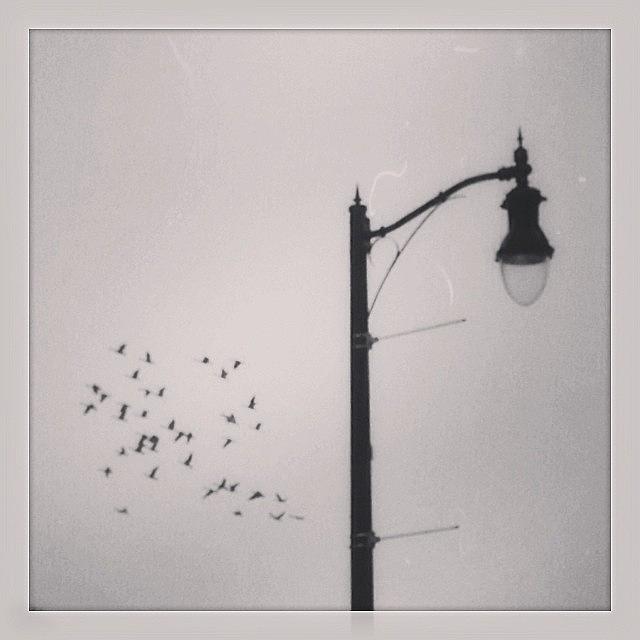 Newark Photograph - Birds And Lamplight #newark #iphone by Mary Ann Reilly