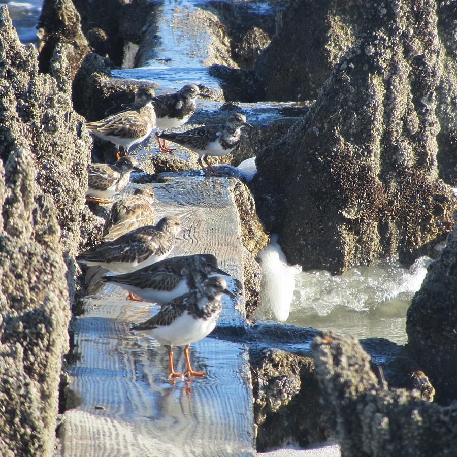 Beach Photograph - Birds and Old Pier Remnants by Cathy Lindsey