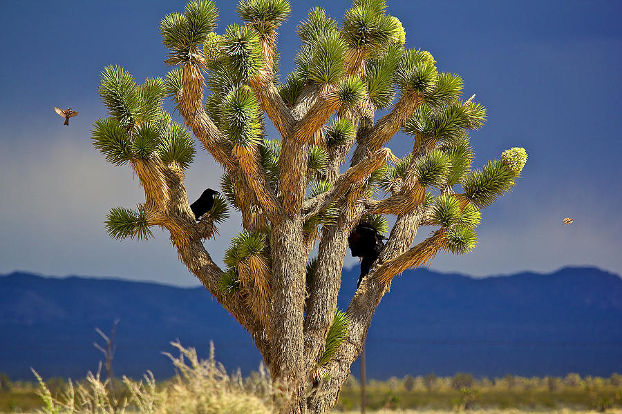 Bird Photograph - Birds and the Joshua Tree by Joseph Urbaszewski