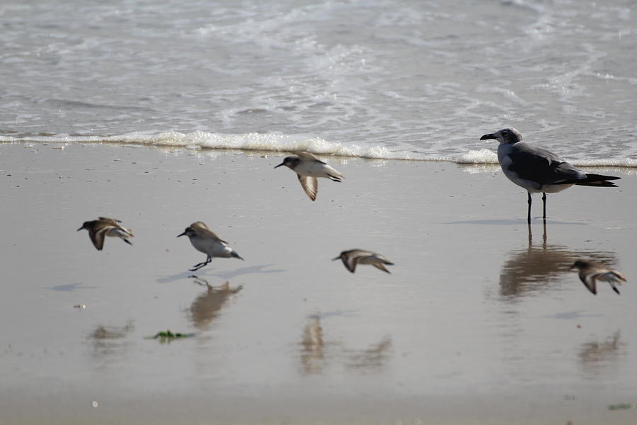 Birds and the sea Photograph by Denise Cicchella