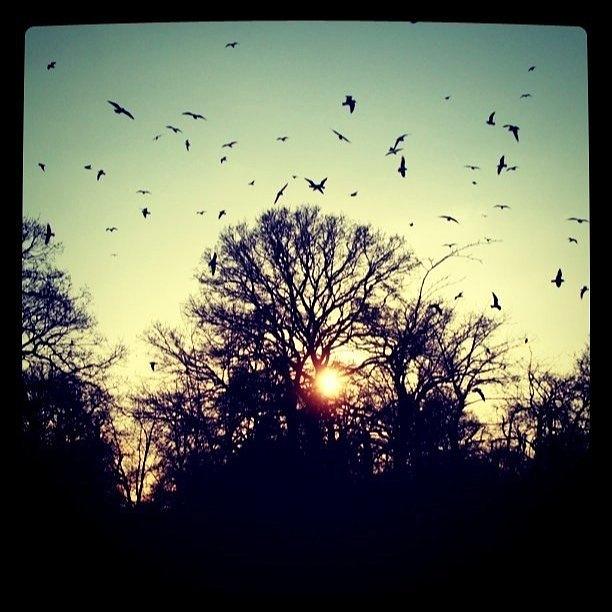 Bird Photograph - Birds and trees and Sunset by James McCartney