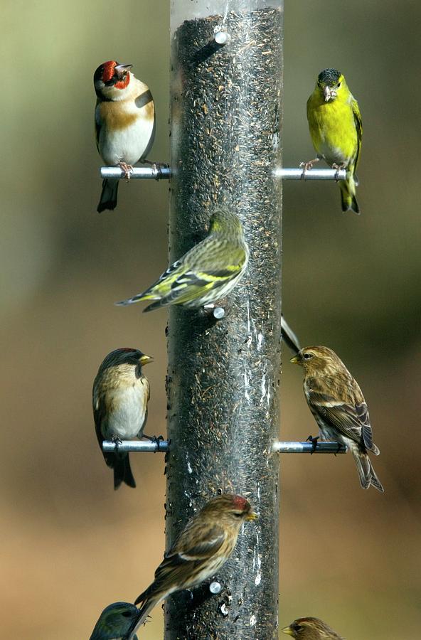 Birds At Bird Feeder Photograph by Bob Gibbons/science Photo Library ...