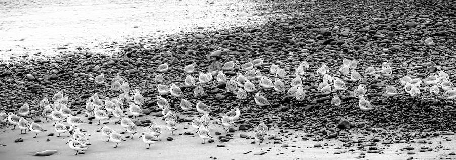 Birds at Seashore Photograph by Dave Hall