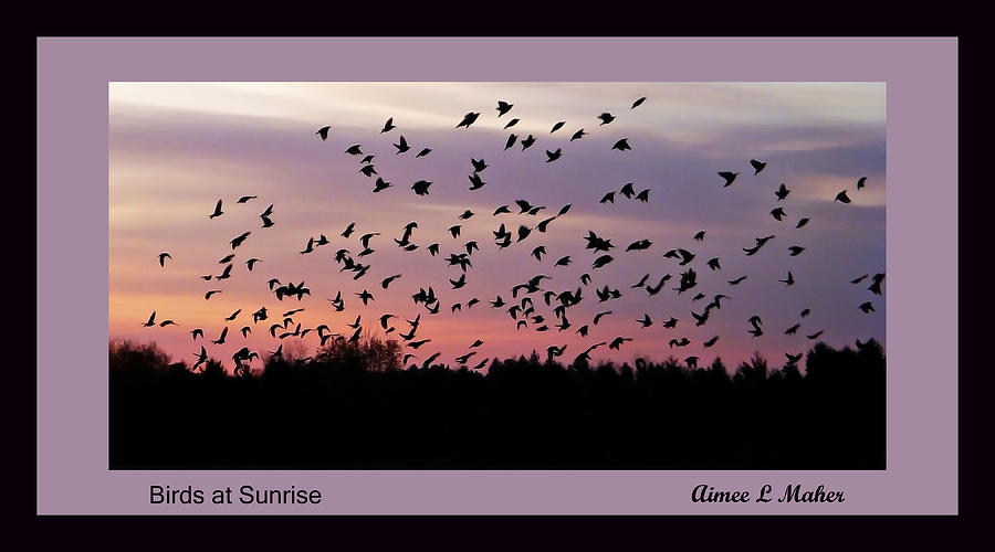 Birds At Sunrise Poster Photograph by Aimee L Maher ALM GALLERY
