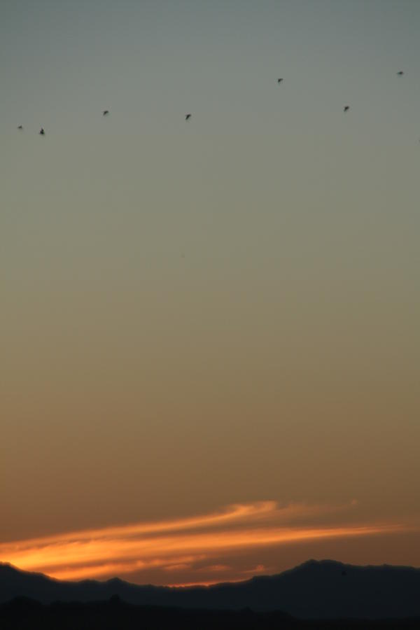 Birds at sunset Photograph by David S Reynolds