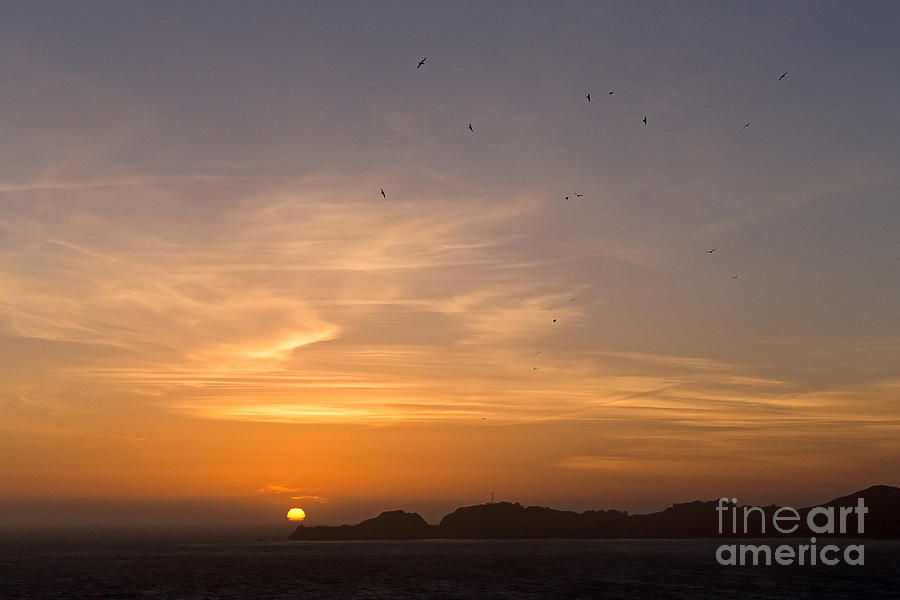 Birds At Sunset Photograph
