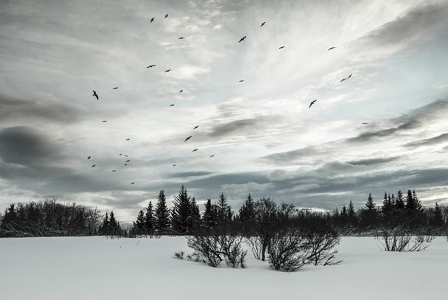 Birds at sunset Photograph by Michele Cornelius