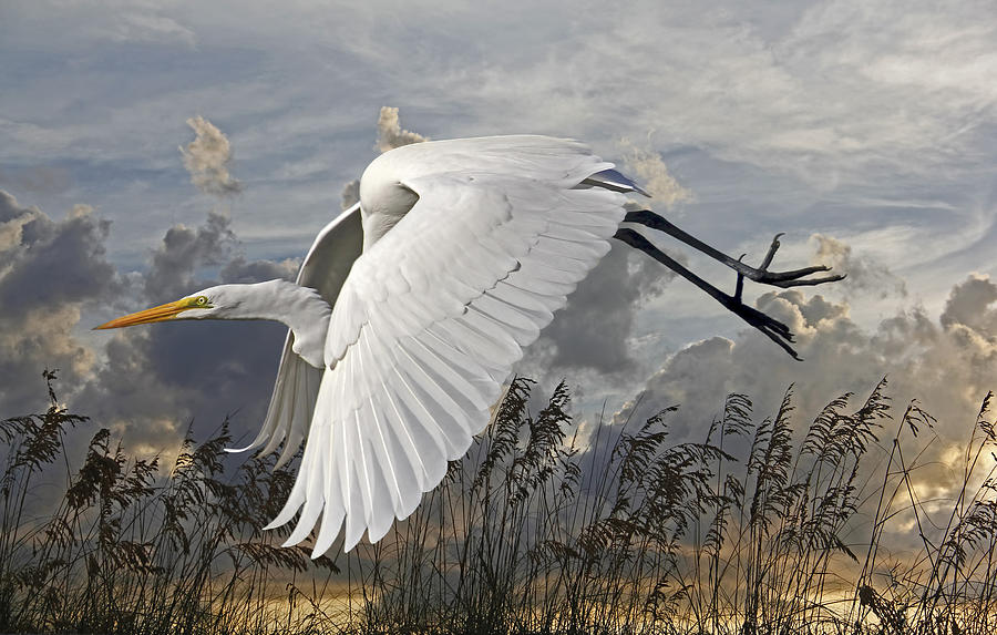 Birds - Beach Beauty - Great Egret Photograph by HH Photography of Florida
