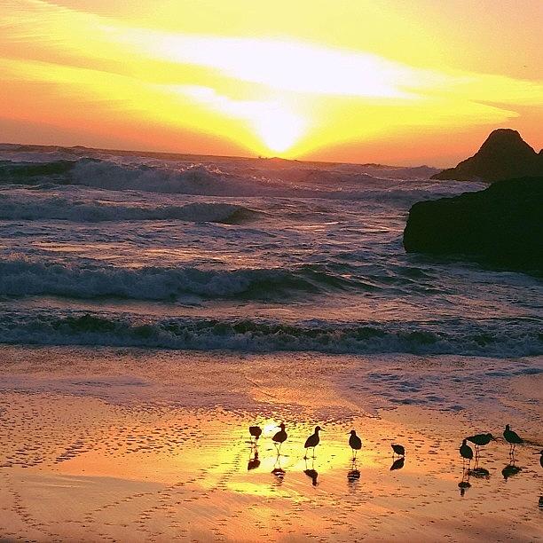Nature Photograph - Birds Below The Ocean Beach Sunset, San by Karen Winokan