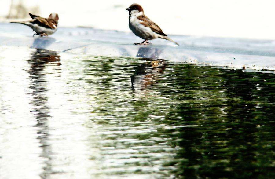 Birds By The Water Photograph by Alice Gipson