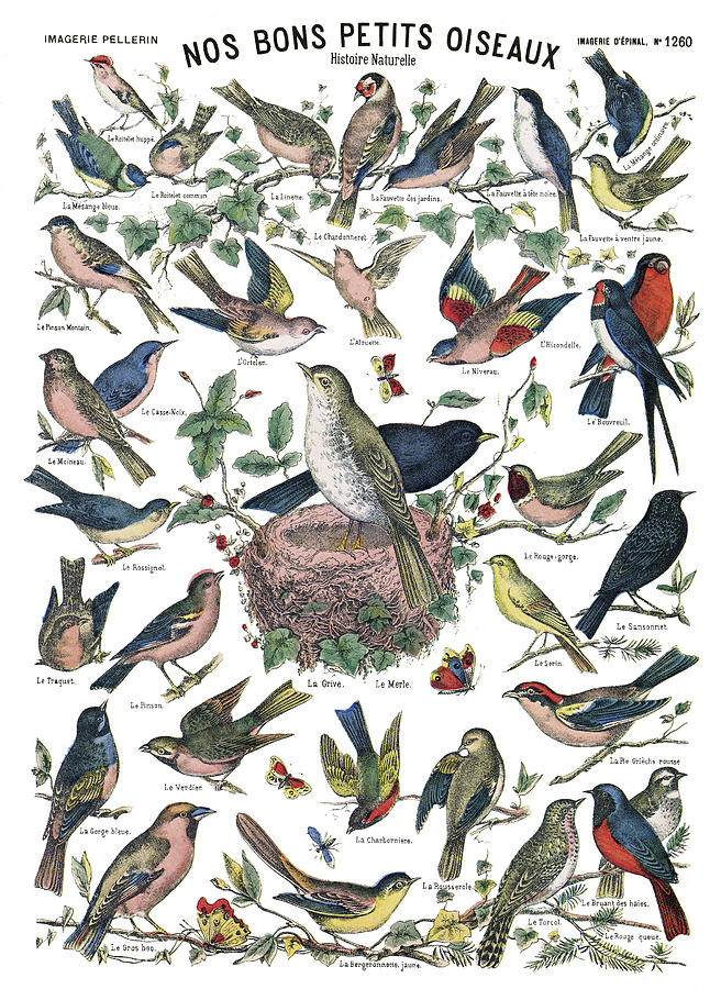 Birds, C1890 Drawing by Granger