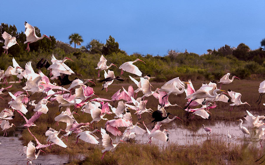 Birds Call To Flight Photograph by John M Bailey