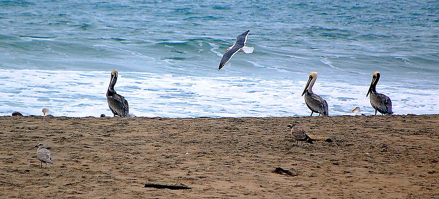 Birds Day at the Beach Photograph by AJ  Schibig